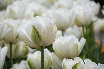 White tulip, Botanical Gardens of Balchik, Bulgaria