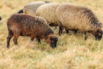 Домашние овцы на выпасе