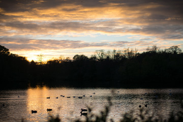 Park pond at sunset