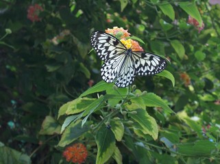 Black and White Butterfly