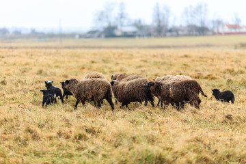 Стадо домашних овец на выпасе