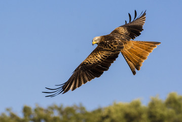 red kite, milvus milvus