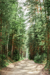road through pine forest
