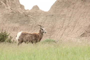 Bighorn sheep