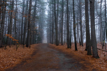 Obraz premium Fog in the Distance