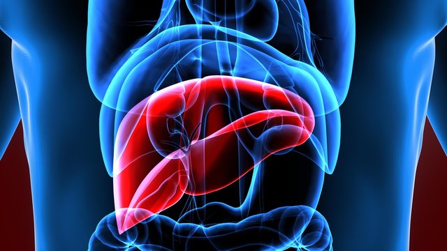 3d illustration human body liver