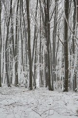 Winter forest