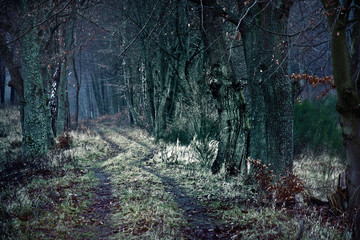 Dark winter path between dead trees.