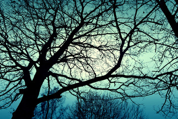 Dark dead winter tree.
