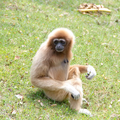 Gibbons on green the grass