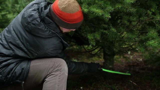 Man using a saw to cut down a Christmas tree