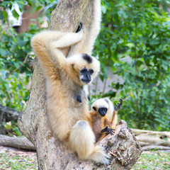 gibbon and baby in forest