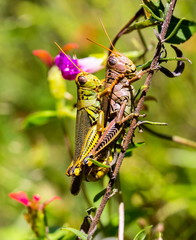 Bright green grasshoppers are found in the grasslands of Mexico.