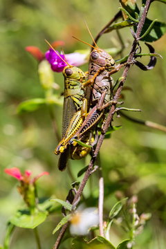 Bright green grasshoppers are found in the grasslands of Mexico.