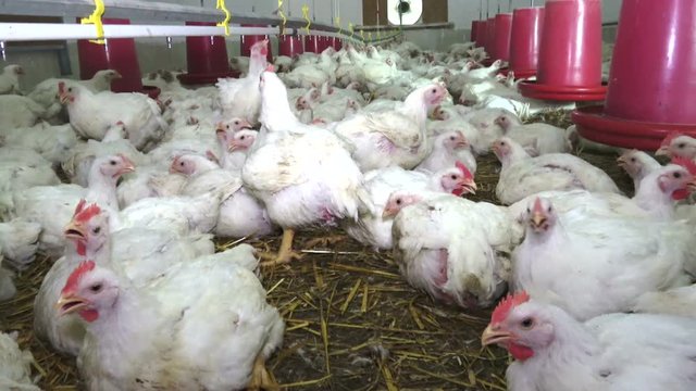 Chicken poultry farm