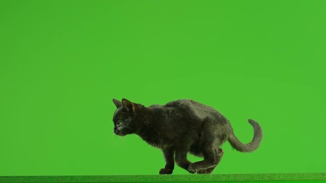 Black Cat jumping on green screen. Shot on RED EPIC DRAGON Cinema Camera in Slow Motion.