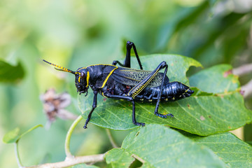 The western horse lubber grasshopper is a relatively large grasshopper species of the grasshopper  family found in the arid lower Sonoran life zone of the southwestern United States and  Mexico. - 128416121