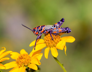 he bicolor grasshopper, also known as the rainbow grasshopper, painted grasshopper, or the barber pole grasshopper, is a species of grasshopper. It is native to North America and northern Mexico.