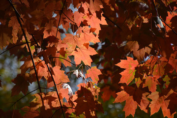 Autumn Leaves