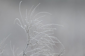 Stringy Wildflower Plant Covered in Frost