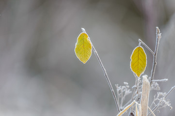 A Pair of Frosty Rimmed Yellow Leaves in the Fall