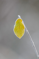 A Slingle Frost Covered Leaf in the Fall