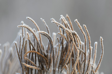Frosty Vervain Wildflower Plant in Winter