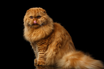 Furry red scottish fold highland breed Cat sitting and licked on isolated black background, fat ginger cat