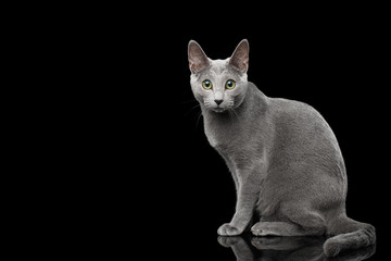 Russian blue cat with amazing green eyes and gray silver fur sitting and looking in camera on isolated black background with reflection