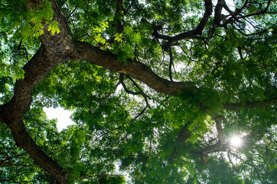Big tree from ant's eyes view with sun flare throughout tree's leaves and stem,nature background