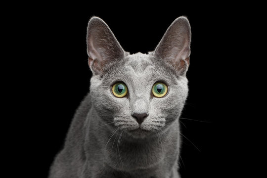 Close-up portrait of Russian blue cat with amazing green eyes and gray silver fur stare in camera on isolated black background