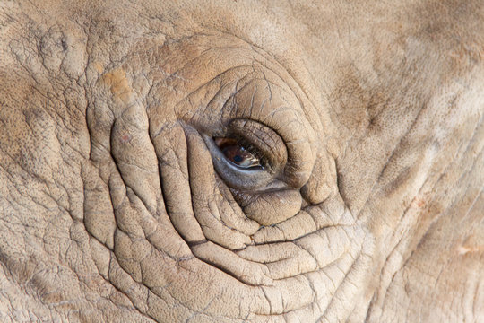 White Rhinoceros eye for background