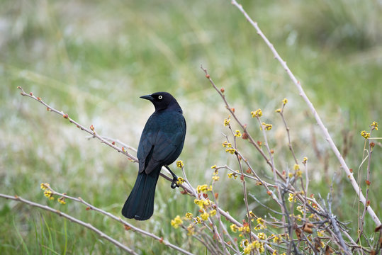 A Brewer's Blackbird Perched on a Bush