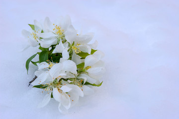 Fototapeta na wymiar Fallen white Crabapple blossoms on fresh spring snow