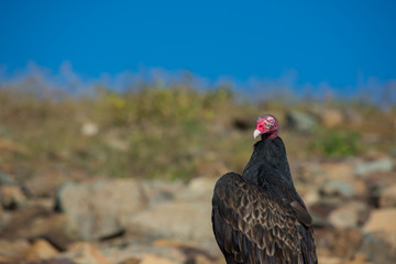 Close up of a vulture sitting in the sun.  Strange looking bird.  Odd.  Unusual. 