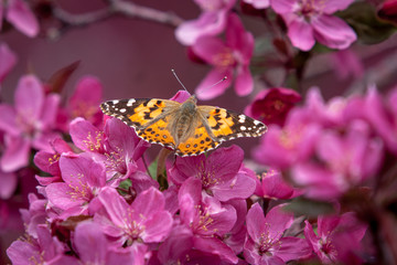 Painted Lady Butterfly Feeding on Crabapple Blossoms