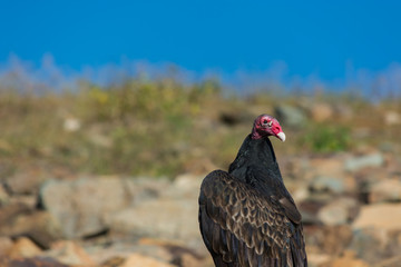 Turkey Vulture with head turned backwards.  Close up.  Red in the face. 