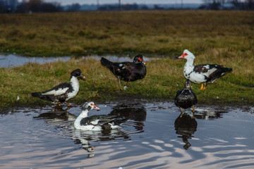 Домашние утки купаются в луже