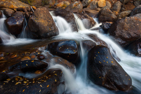 Autumn Leaves Cling to Rocks in a Cascade near Guanella Pass, Co