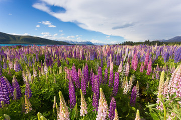 Beautiful lupine flower in Lake Tekapo, New Zealand