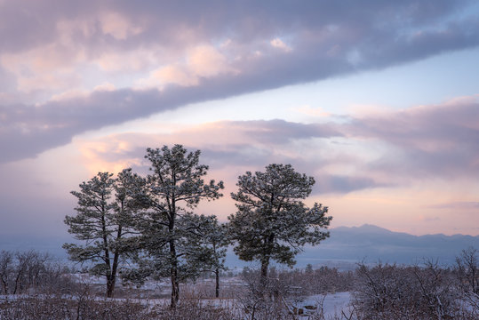 Snow-covered pines under a soft sunset