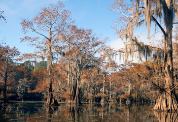 Bald cypress trees in autumn with red foliage and hanging Spanis