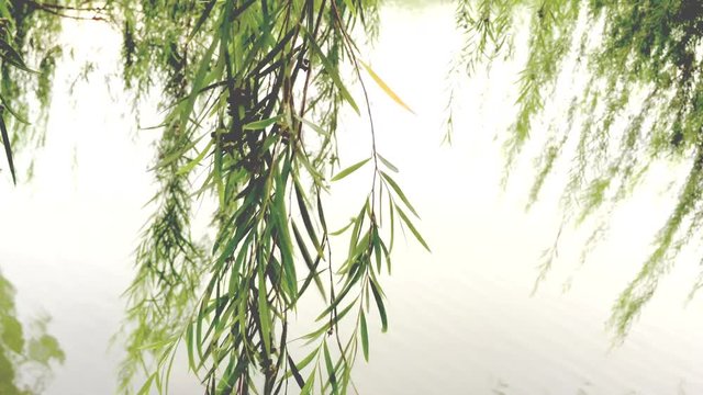 Close up of weeping willow