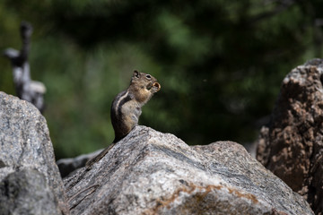 A Golden-mantled Ground Squirrel Finds a Peanut along the East I