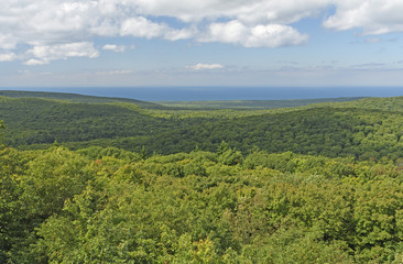 Forest Panorama in Summer