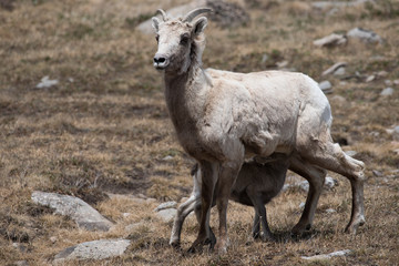Big Horn Sheep ewe and kid on Mount Evans