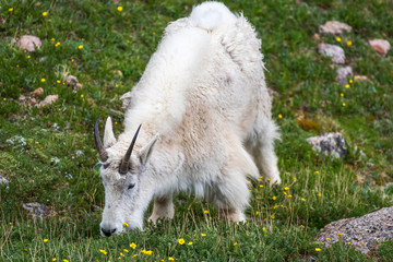 Obraz premium Mountain Goat Feeding near Summit Lake on Mount Evans