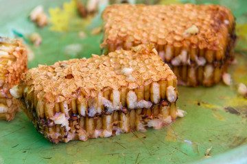 Bee larvae in the beehive