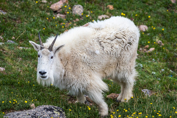 Mountain Goat Feeding near Summit Lake on Mount Evans