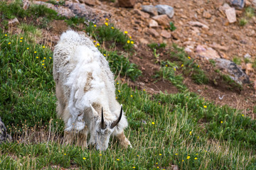 Mountain Goat Feeding near Summit Lake on Mount Evans